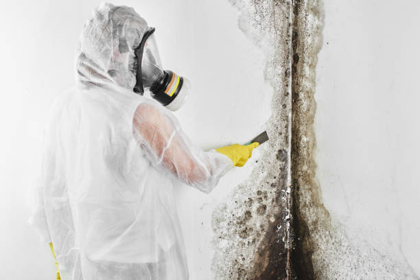 Best Mold Removal Company Near Me  in Dresden, OH
