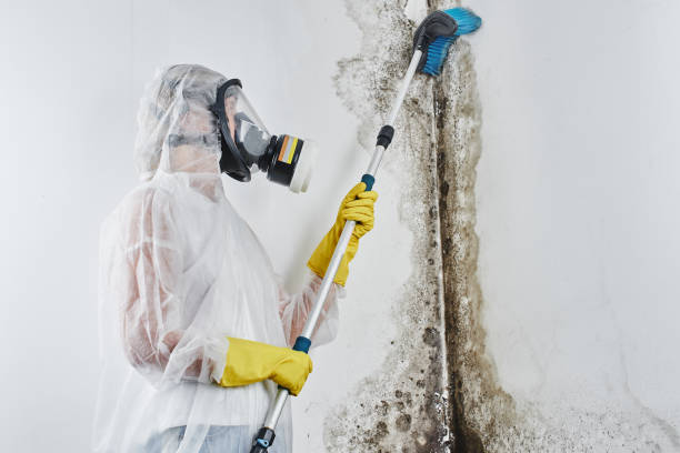 Best Mold Removal Company Near Me  in Dresden, OH
