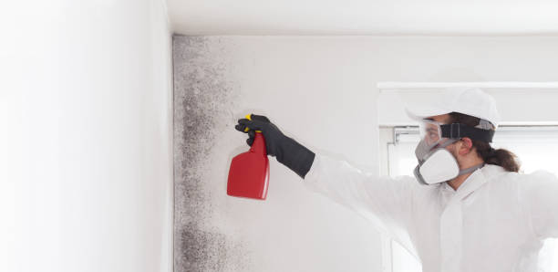 Best Affordable Mold Removal  in Dresden, OH