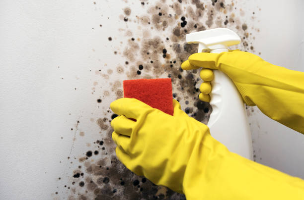 Best Black Mold Removal  in Dresden, OH