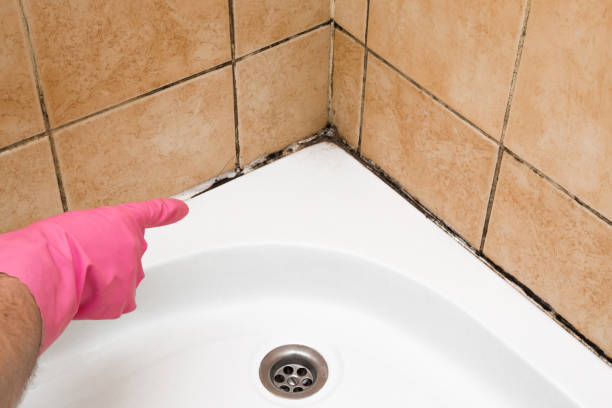 Best Local Mold Removal Service  in Dresden, OH